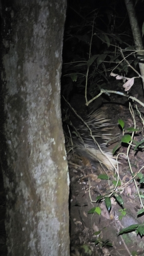 Indian Crested Porcupine