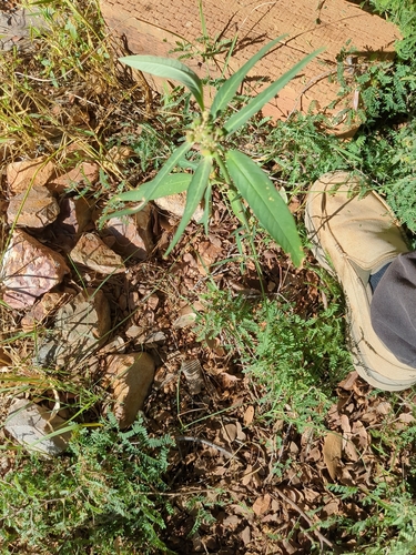 Squareseed Spurge
