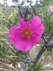 Rosa stellata