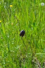 Fritillaria meleagroides