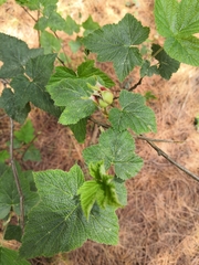 Ribes ciliatum