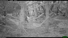 Glaucomys oregonensis