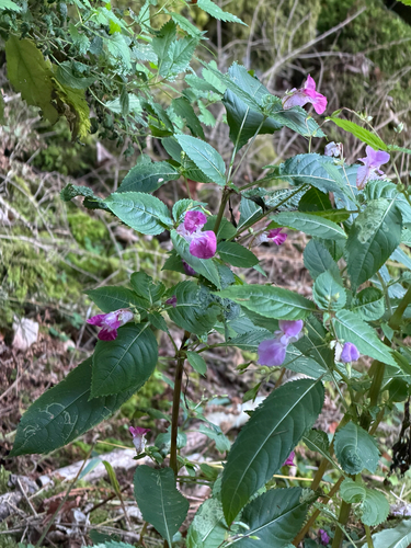 Himalayan balsam