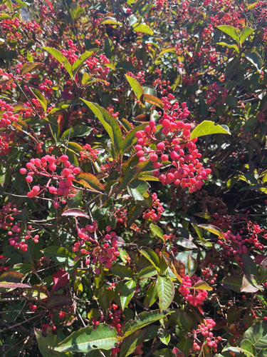 northern wild raisin