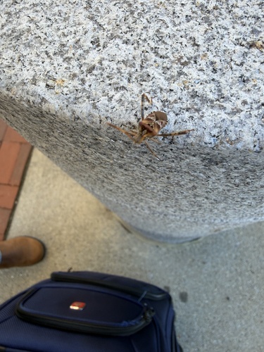 Western Conifer Seed Bug