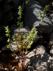 Callipeltis cucullaris