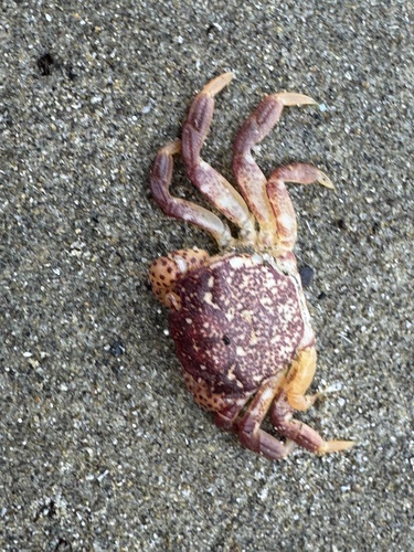 Purple Shore Crab