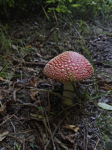 Fly Agaric