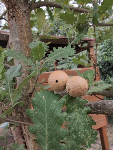 Oak Marble Gall Wasp