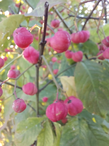 Spindle