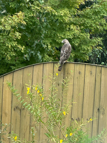 Red-shouldered Hawk