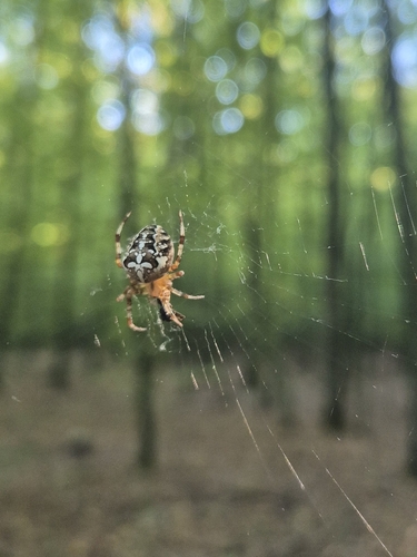 Cross Orbweaver