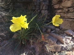 Oenothera brachycarpa