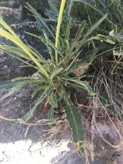 Oenothera brachycarpa