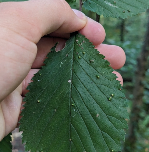 Elm Leaf Gall Mite
