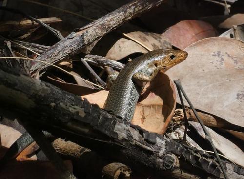 Bermuda Rock Lizard, Plestiodon longirostris