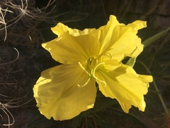 Oenothera brachycarpa