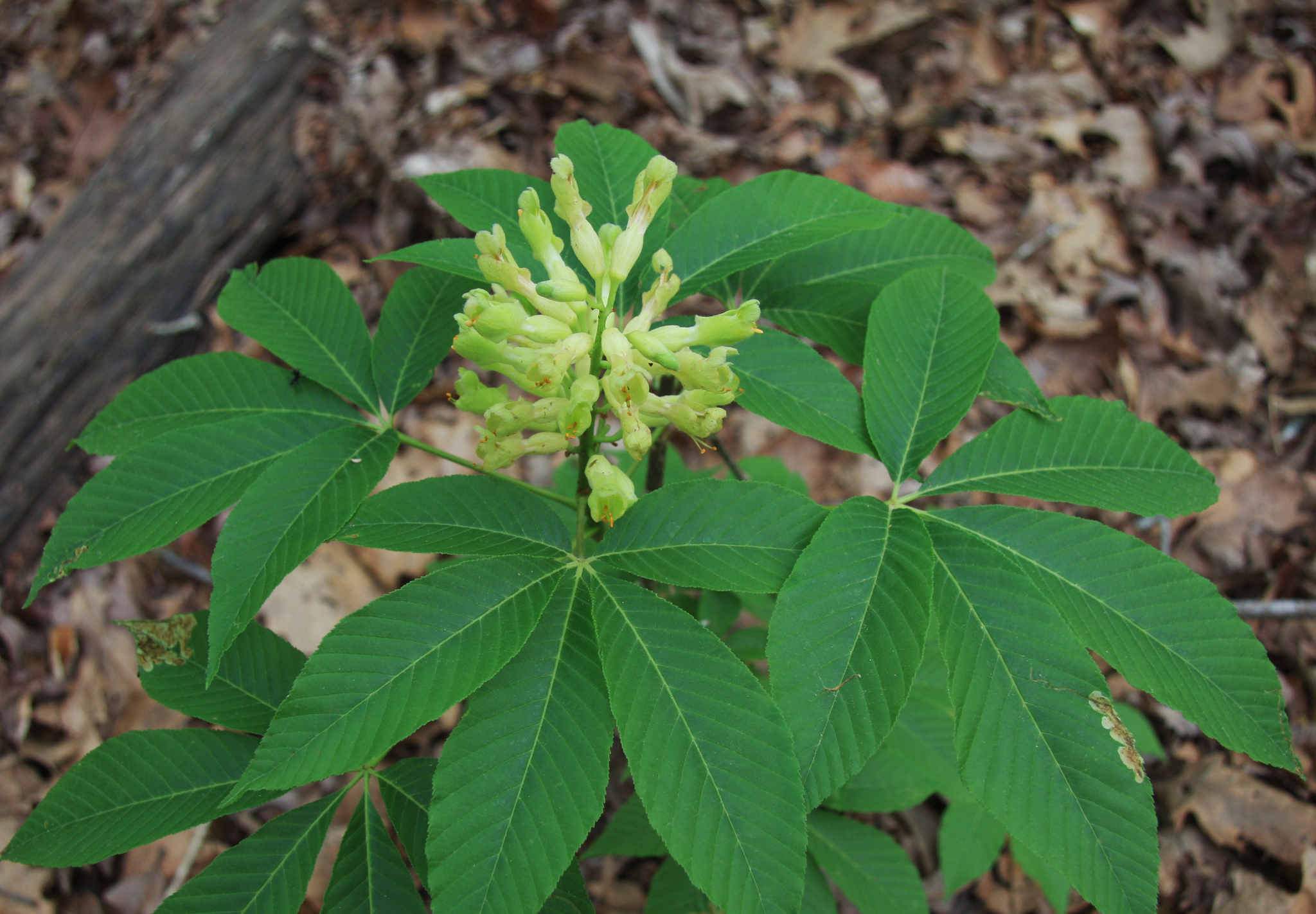 Aesculus sylvatica