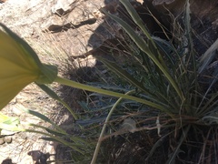 Oenothera brachycarpa