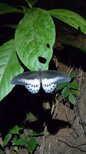 Sri Lankan Blue Mormon