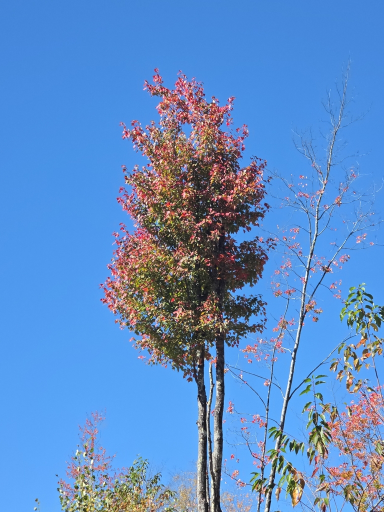 A tall red maple against a clear sky, its crown half red and half green, beside a bare sapling with a few red leaves.