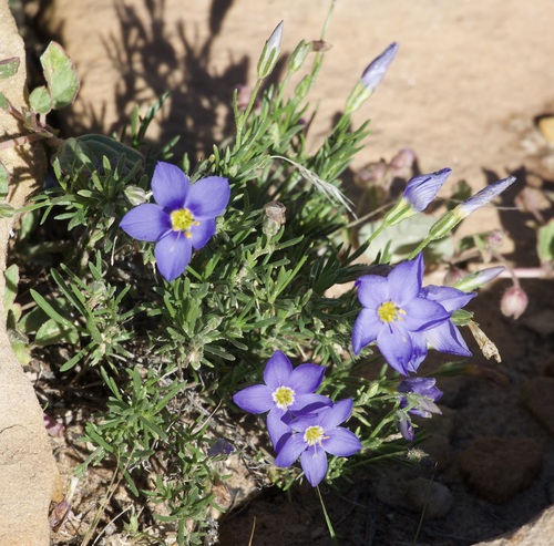 Prickleaf Gilia