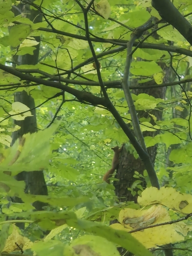 Eurasian Red Squirrel