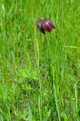 Fritillaria meleagroides
