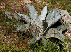 Verbascum qulebicum