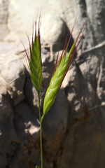 Bromus danthoniae