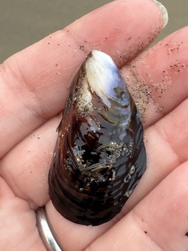 California Mussel