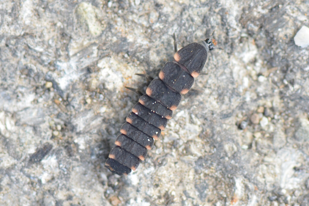 European Glow-worm