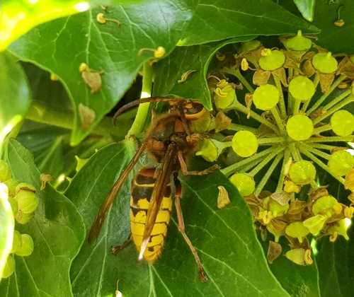 European Hornet