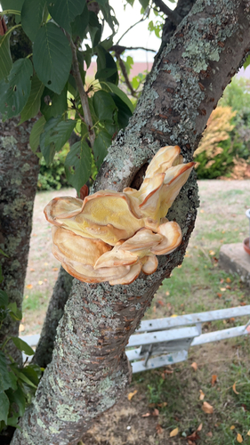 chicken of the woods