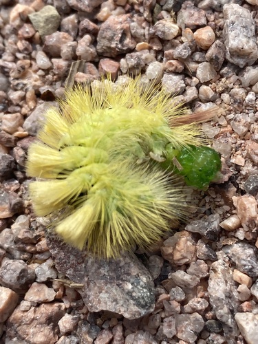 Pale Tussock Moth