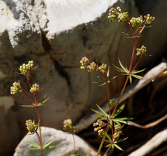 Galium hierosolymitanum