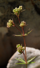 Galium hierosolymitanum
