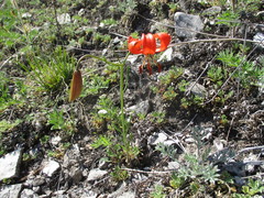 Lilium pumilum