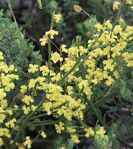 Acacia spinescens observed 2026-10-02