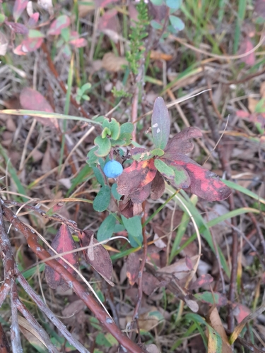 bog bilberry