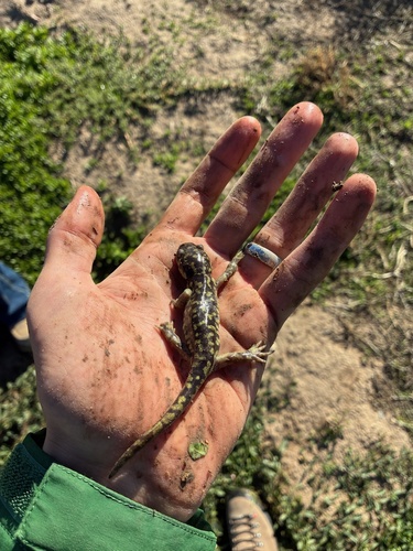 Western Tiger Salamander