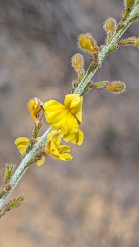 Goodenia reinwardtii observed 2026-09-12