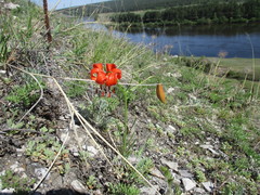 Lilium pumilum
