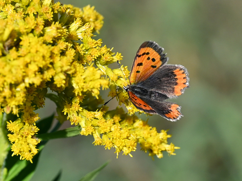 Small Copper