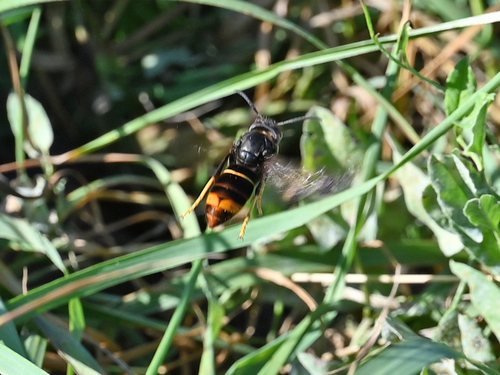 Vespa velutina nigrithorax