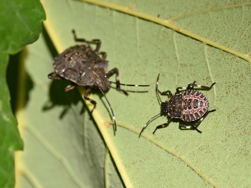 Brown Marmorated Stink Bug