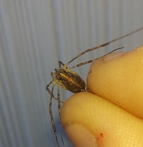 Paroligolophus agrestis