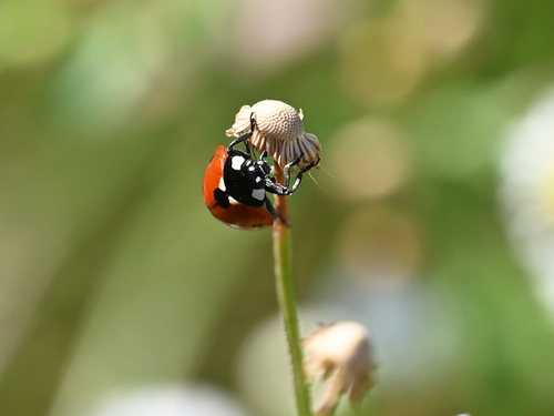 Seven-spotted Lady Beetle