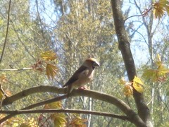 Coccothraustes coccothraustes