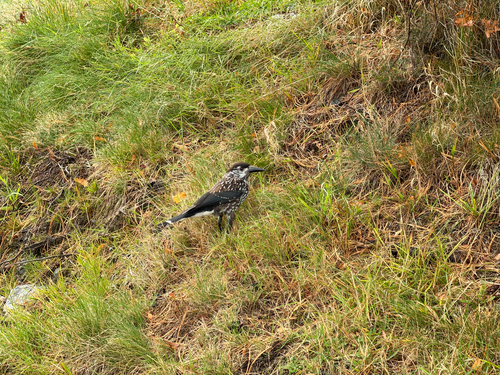 Northern Nutcracker